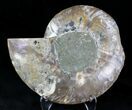 Bargain Cut Ammonite Fossil (Half) - Agatized #21593-1